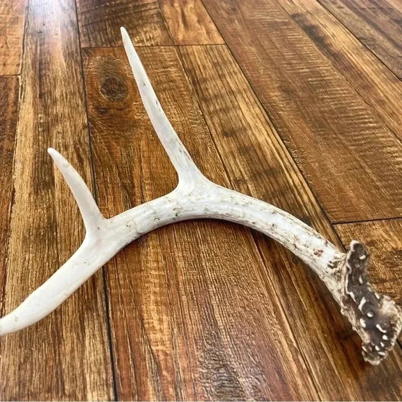 Deer Antler Decor - Picture 1 of 7